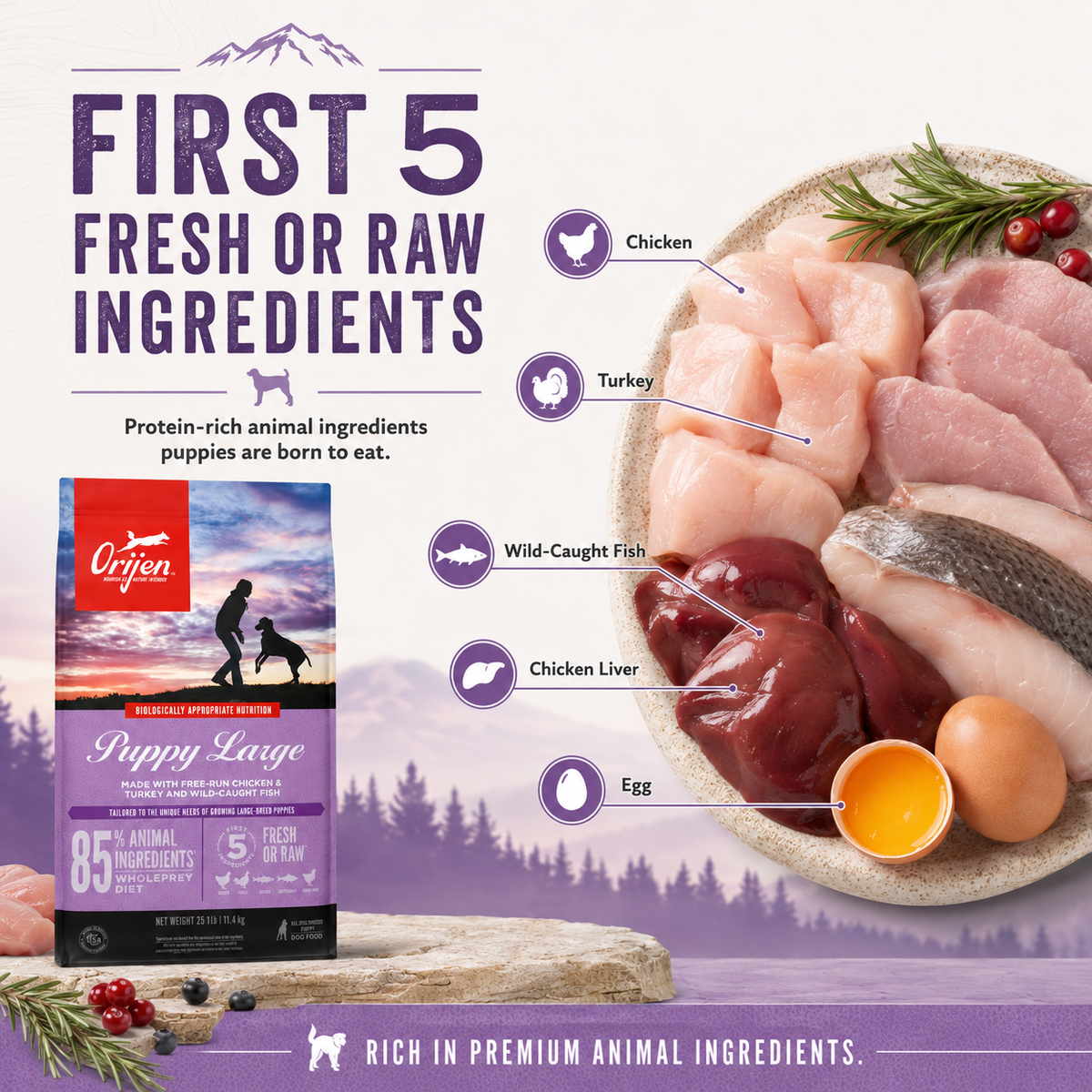 Orijen Puppy Large dog food first five fresh or raw ingredients including chicken turkey wild-caught fish chicken liver and egg with protein-rich nutrition for growing puppies